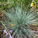 Festuca glauca 'Auslese'